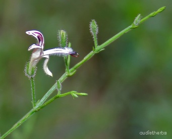 Andrographis panicultata flower4.jpg